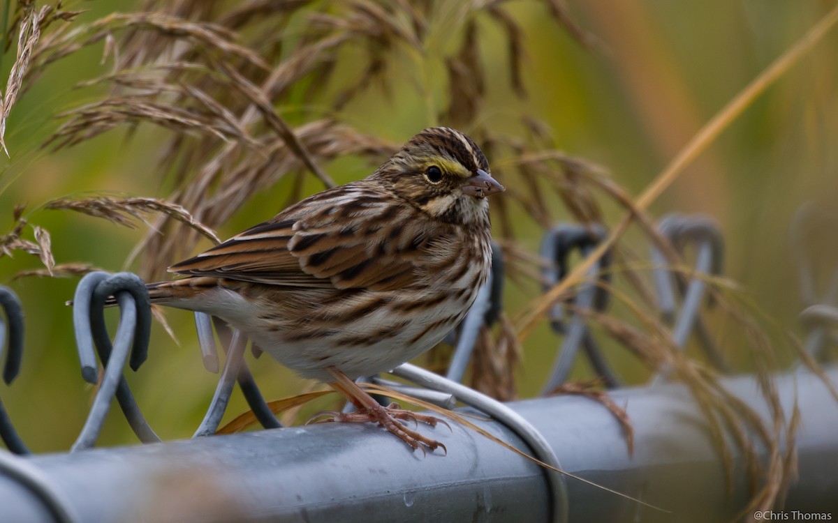 Savannah Sparrow - ML36518511