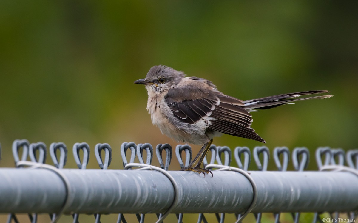 Northern Mockingbird - ML36518561