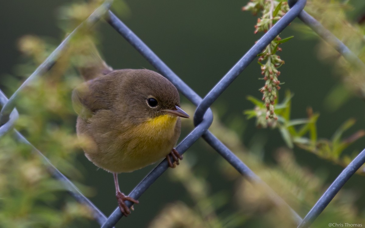 Common Yellowthroat - ML36518631