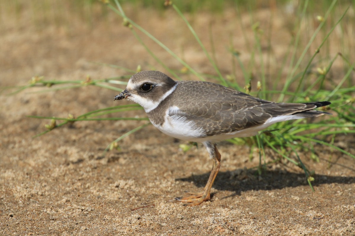 Semipalmated Plover - ML365186501