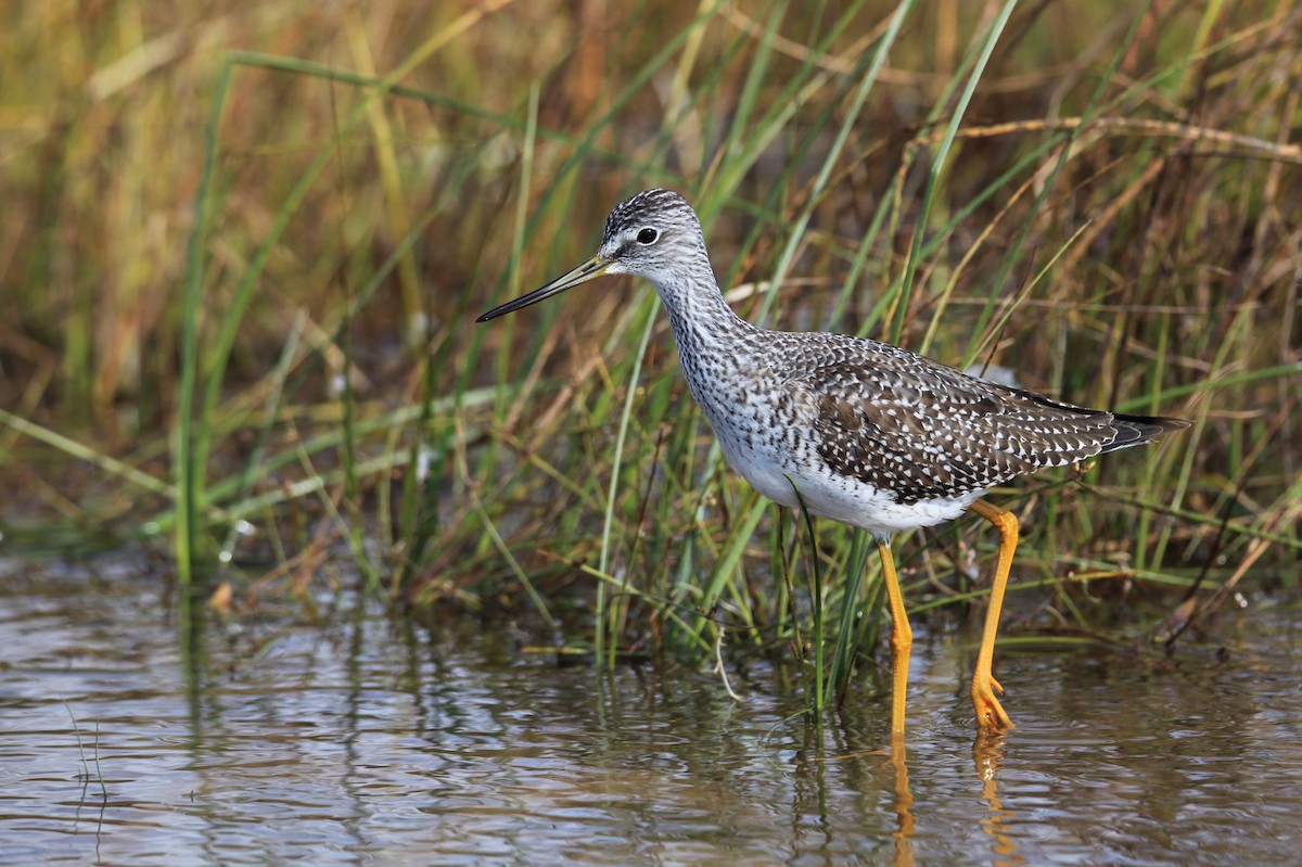 Greater Yellowlegs - ML365186891