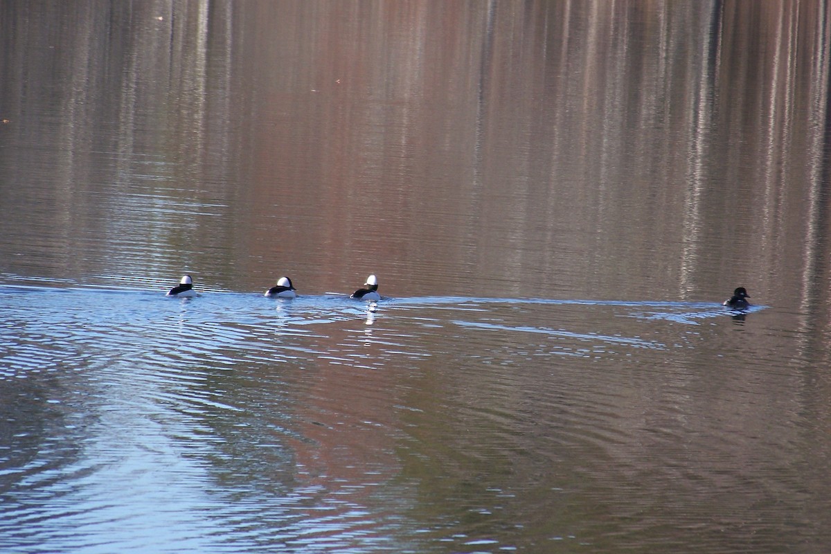 Bufflehead - ML36518691