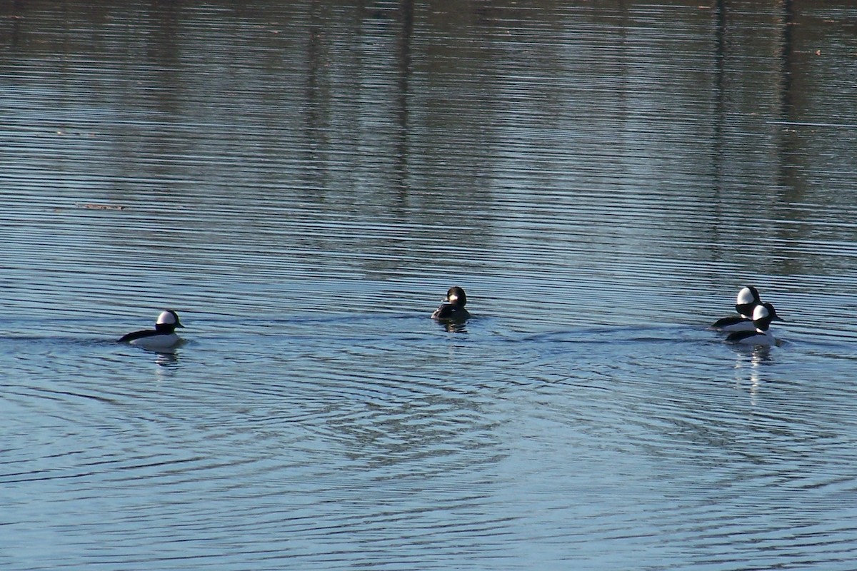 Bufflehead - ML36518771