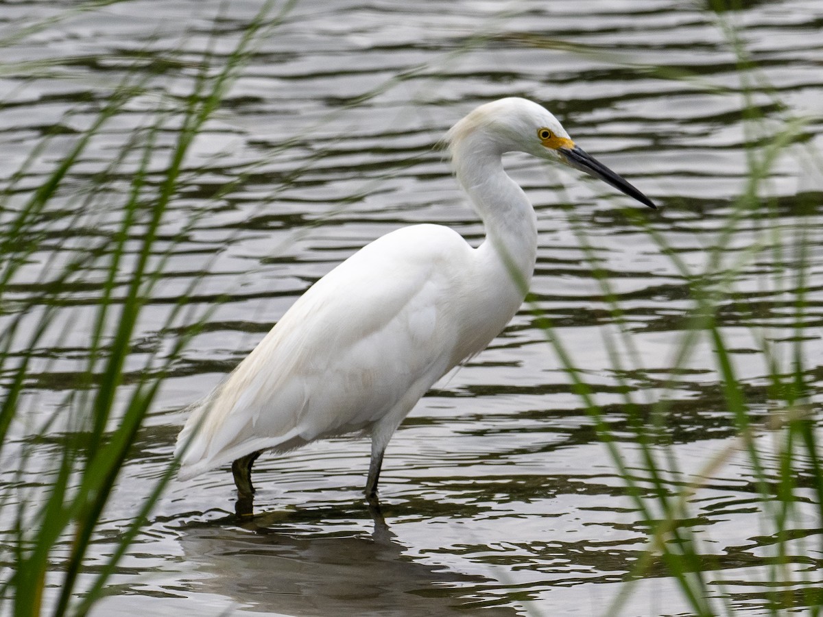 Snowy Egret - ML365188201