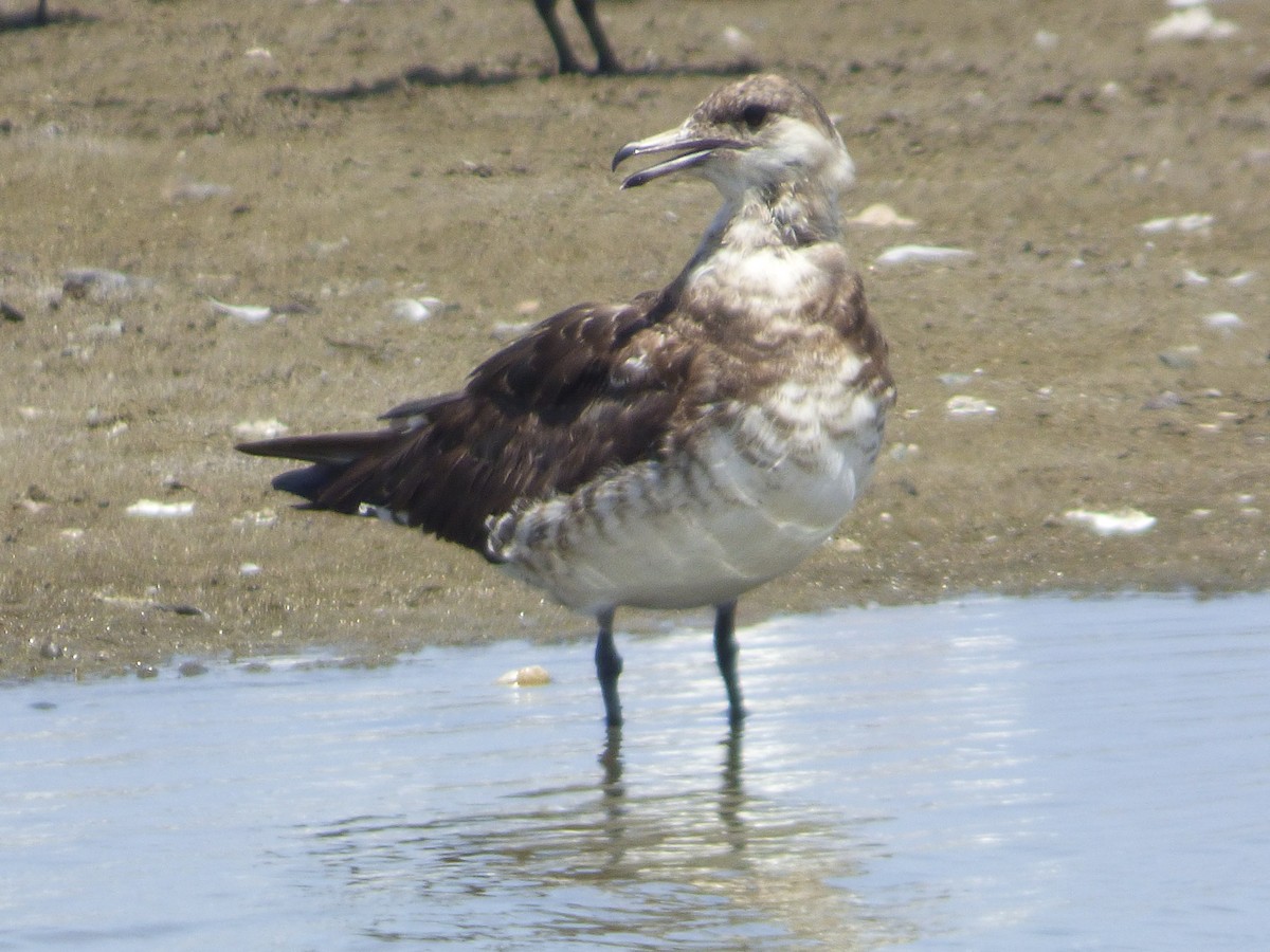 Parasitic Jaeger - ML365188551