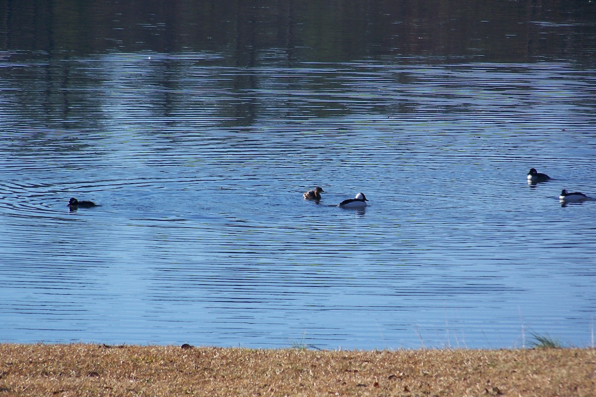 Pied-billed Grebe - Sara Miller