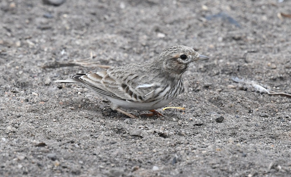 Sand Lark - Prasad Ganpule