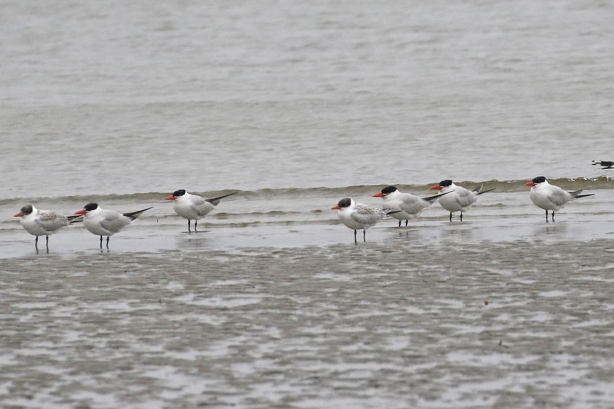 Caspian Tern - ML365190271