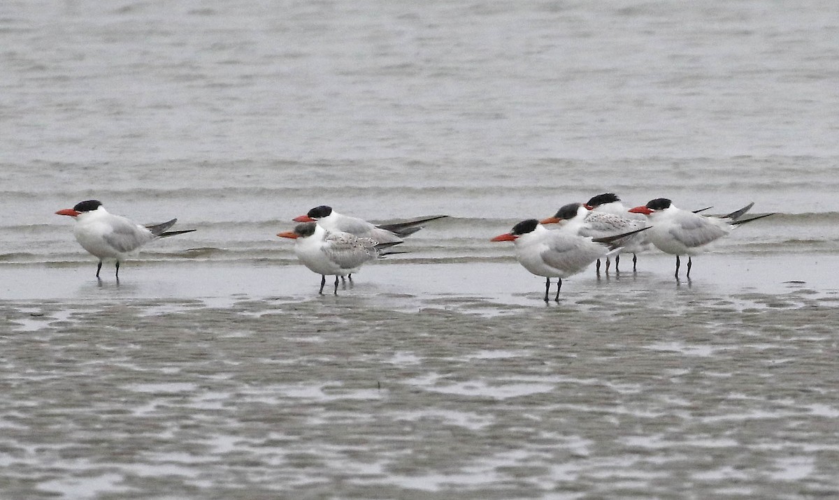 Caspian Tern - ML365190301