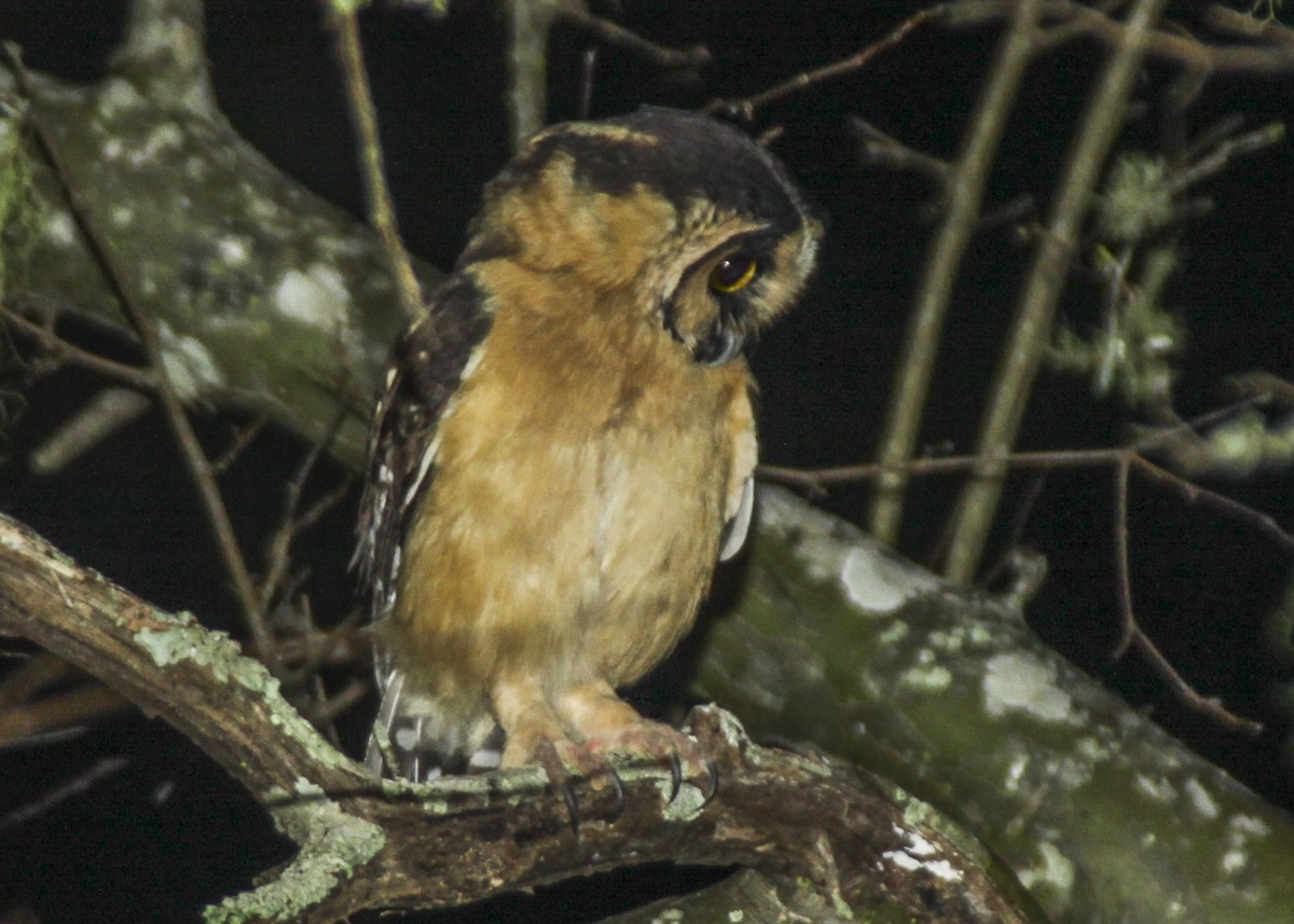 Buff-fronted Owl - ML365190441