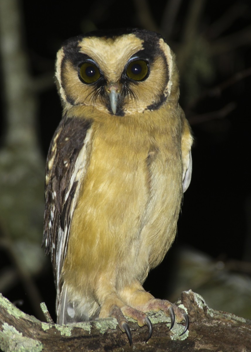 Buff-fronted Owl - ML365190531