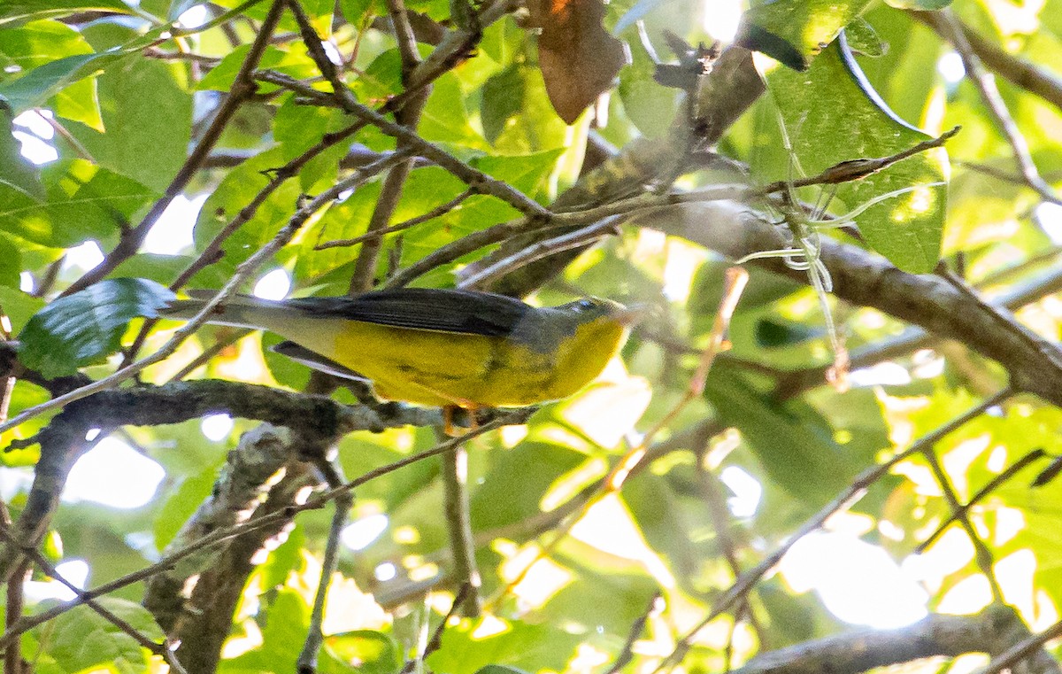 Canada Warbler - Scott Simmons