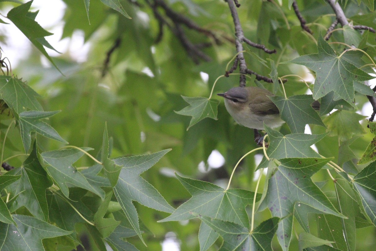 Red-eyed Vireo - Russell Allison