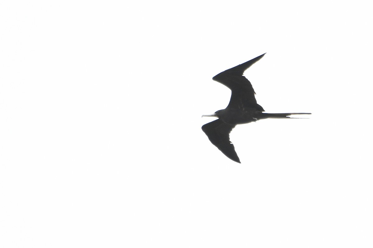 Magnificent Frigatebird - ML365191701