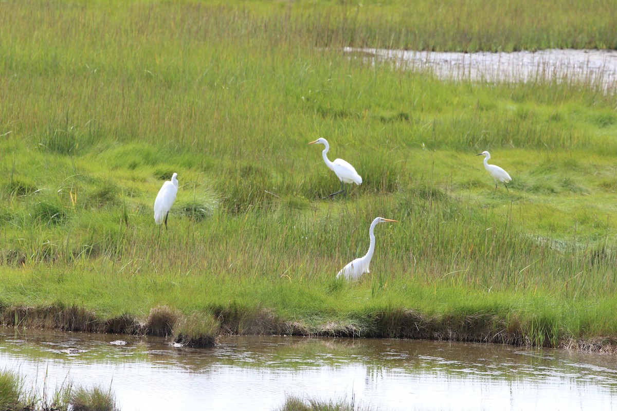 Great Egret - ML365195451