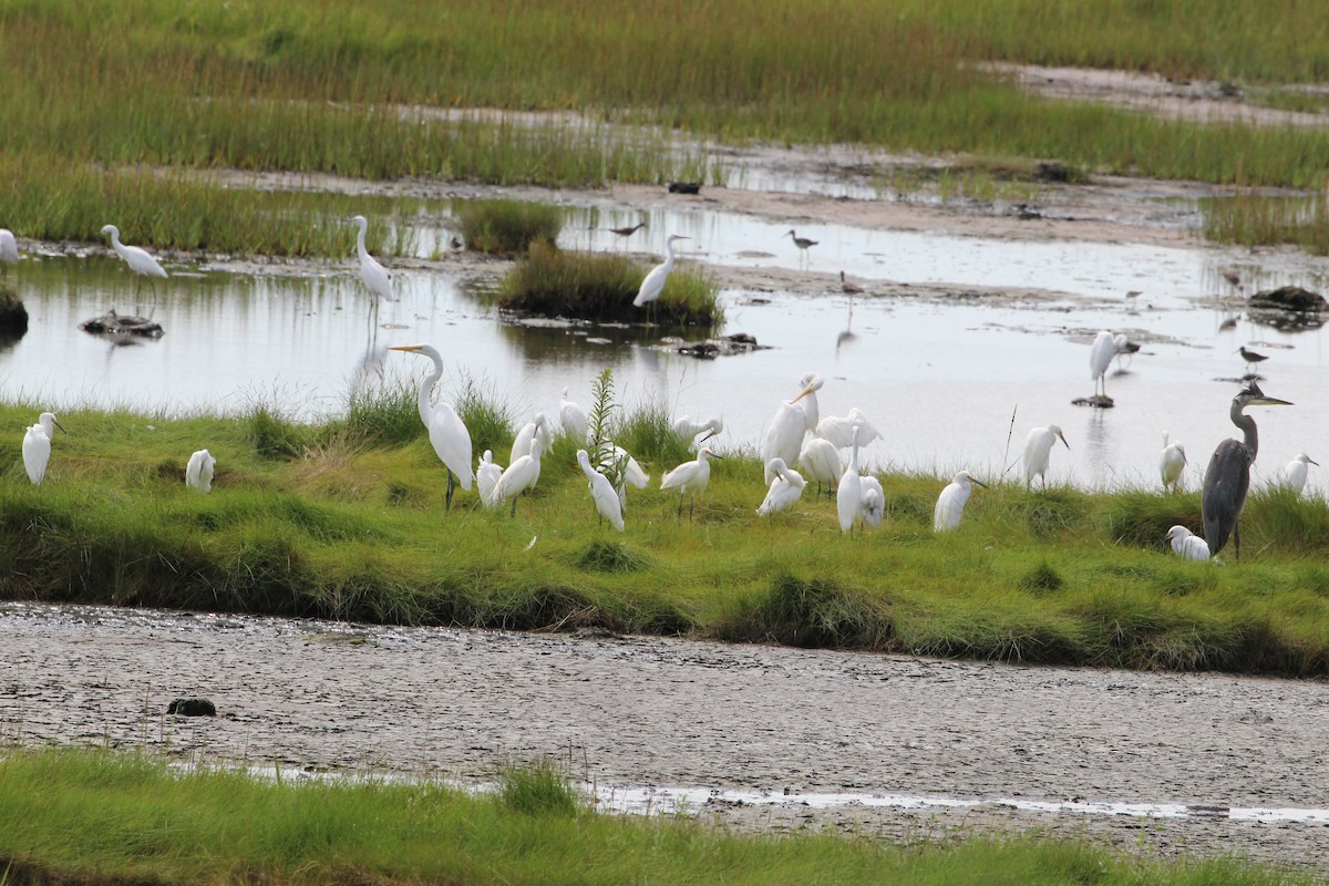 Great Egret - ML365195761