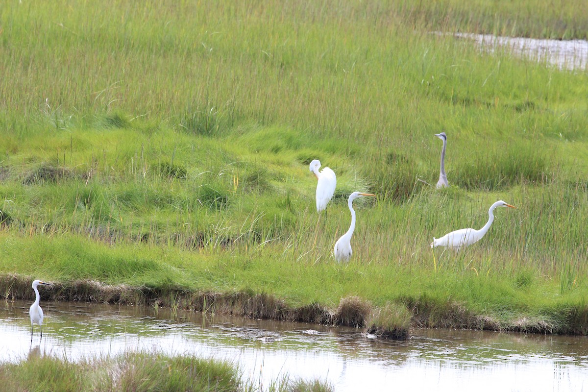 Great Egret - ML365196041