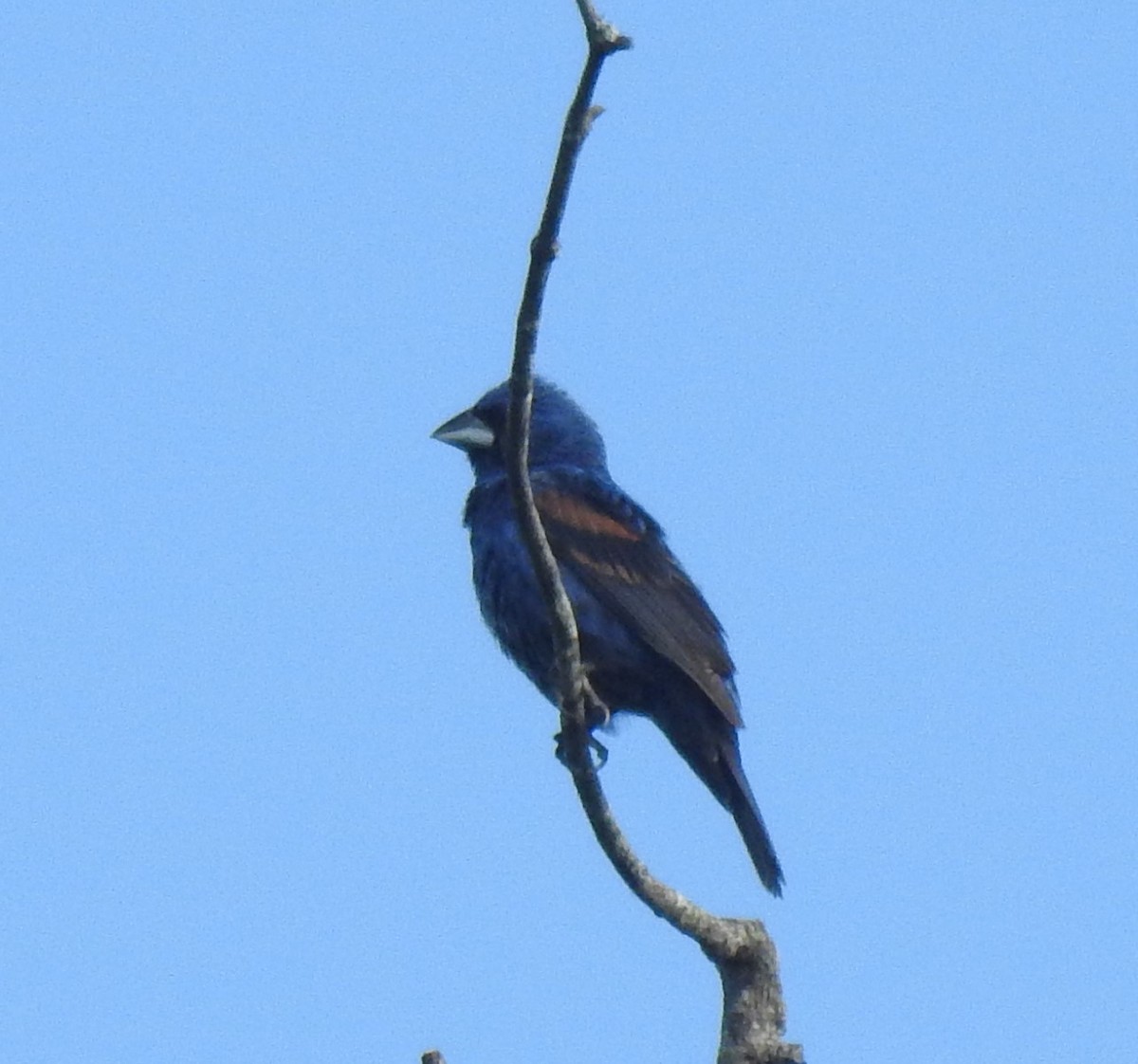 Blue Grosbeak - ML365196101