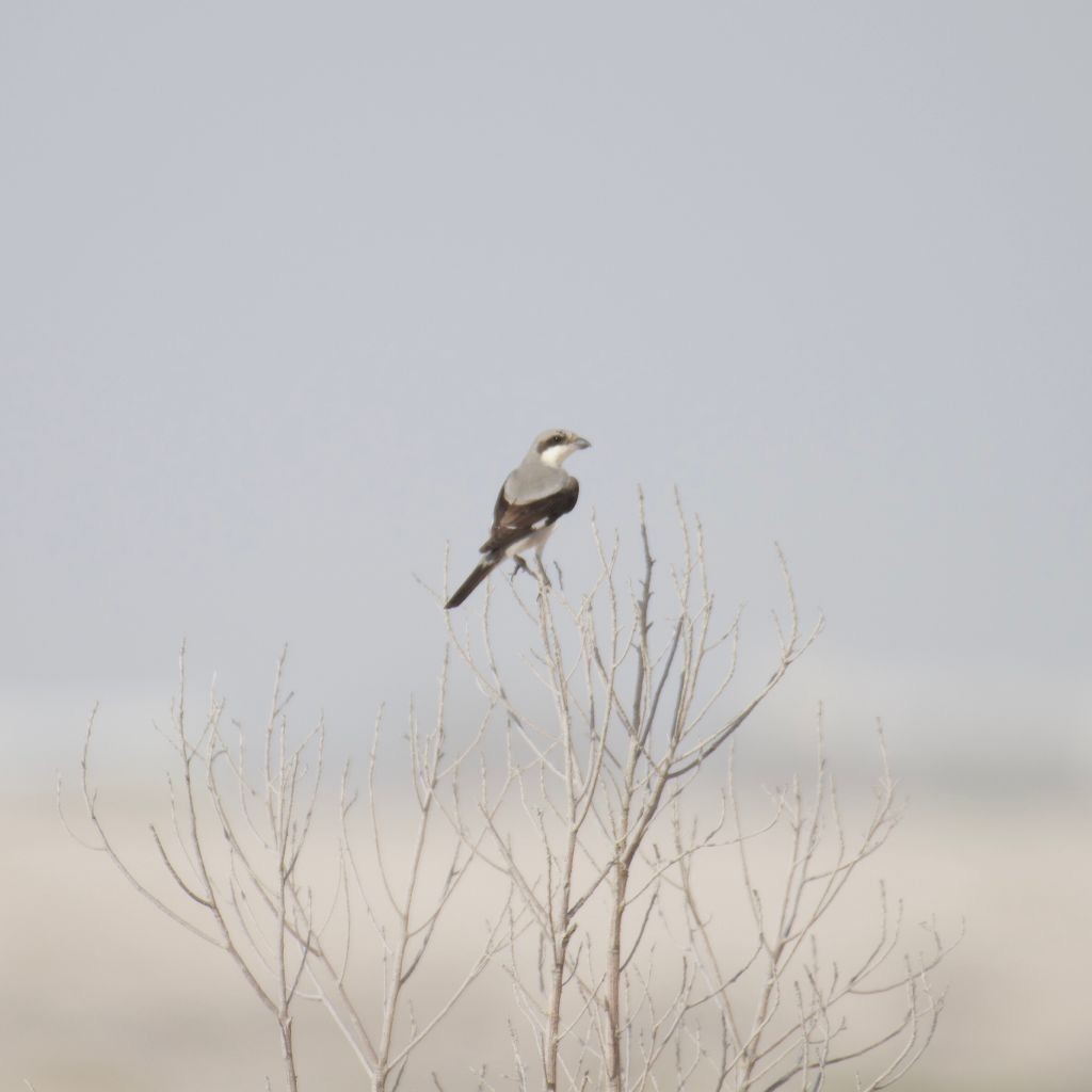 Lesser Gray Shrike - Eric Mason