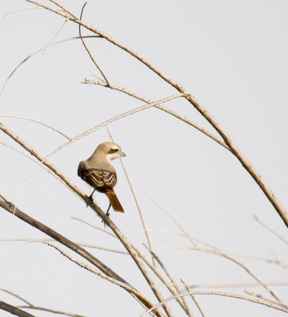 Red-tailed Shrike - ML365198341