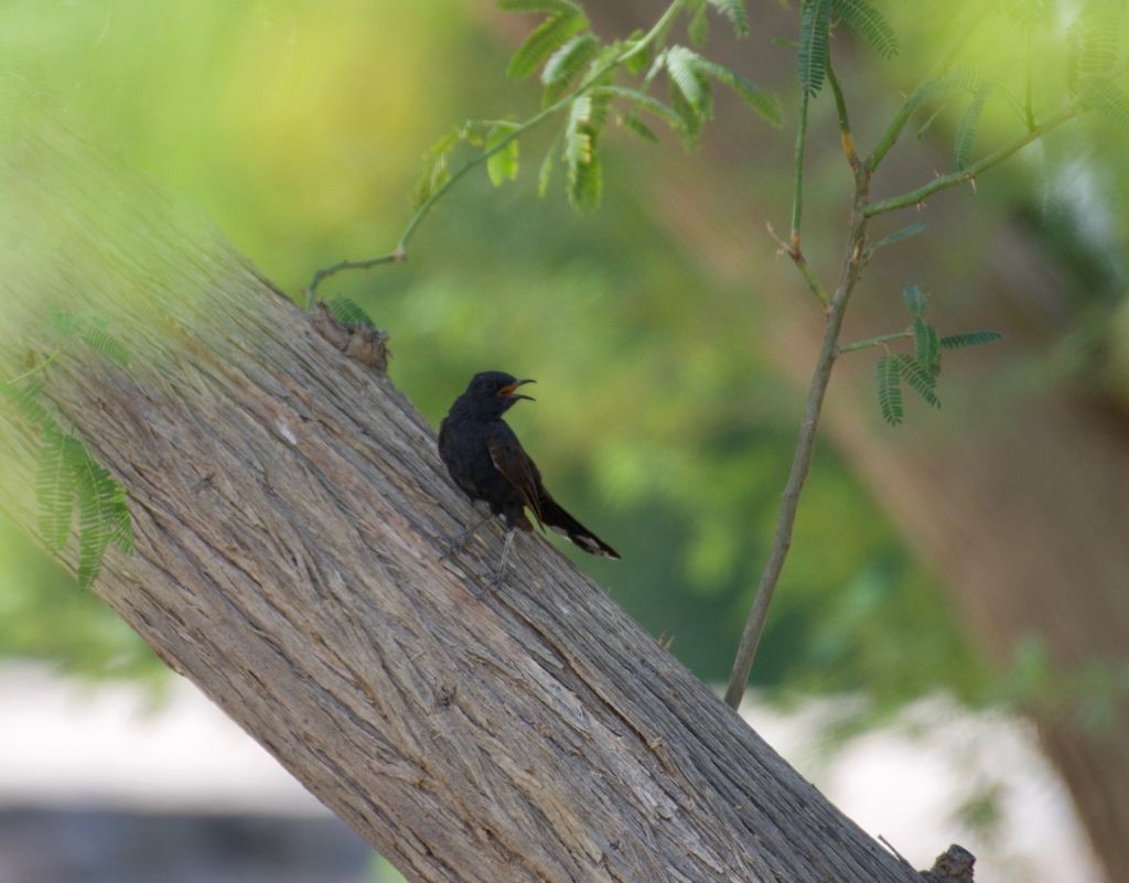 Black Scrub-Robin - ML365198511