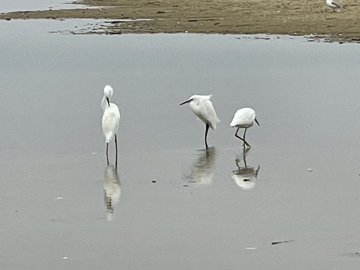 Snowy Egret - ML365198561