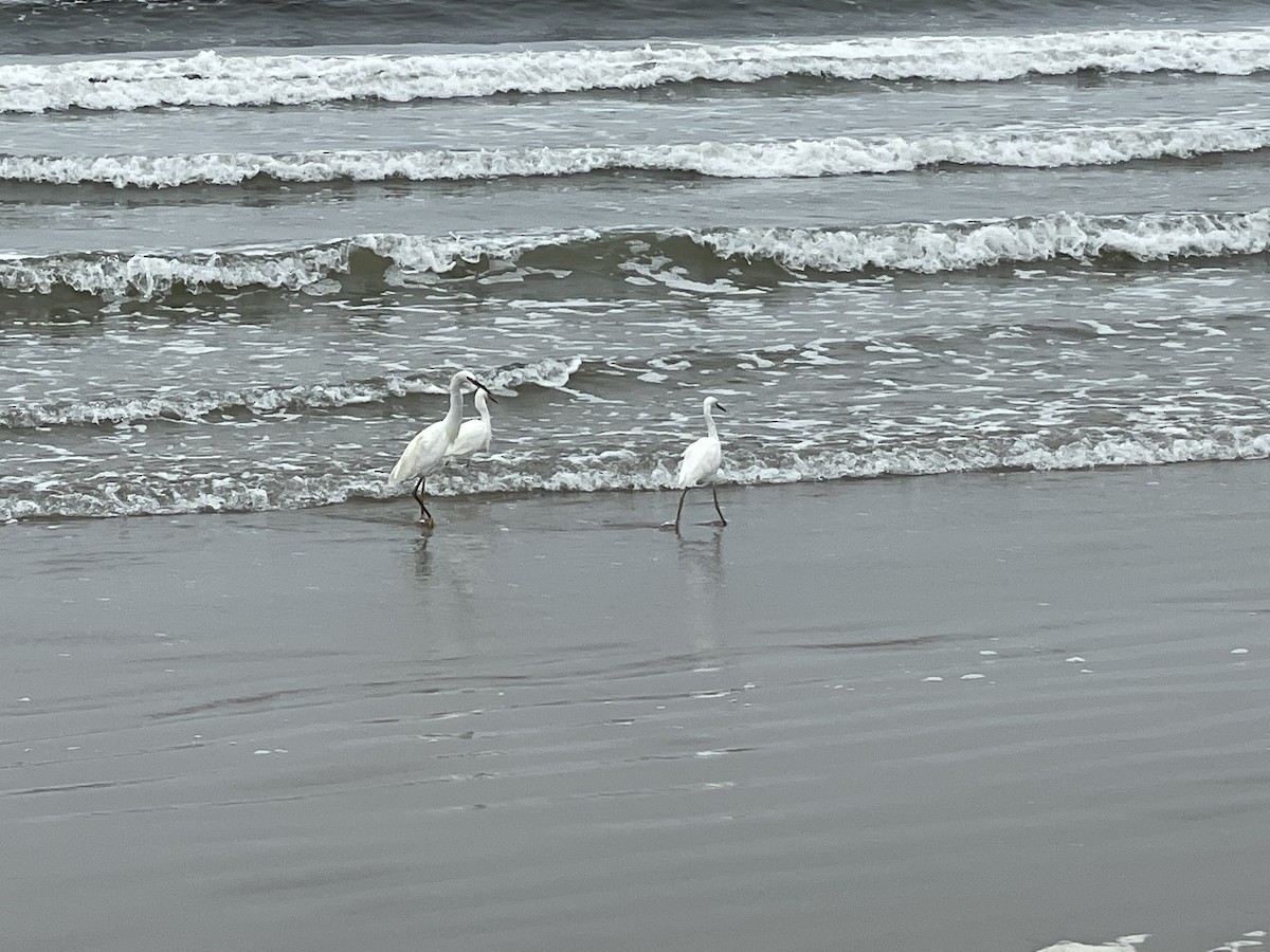 Snowy Egret - ML365198571