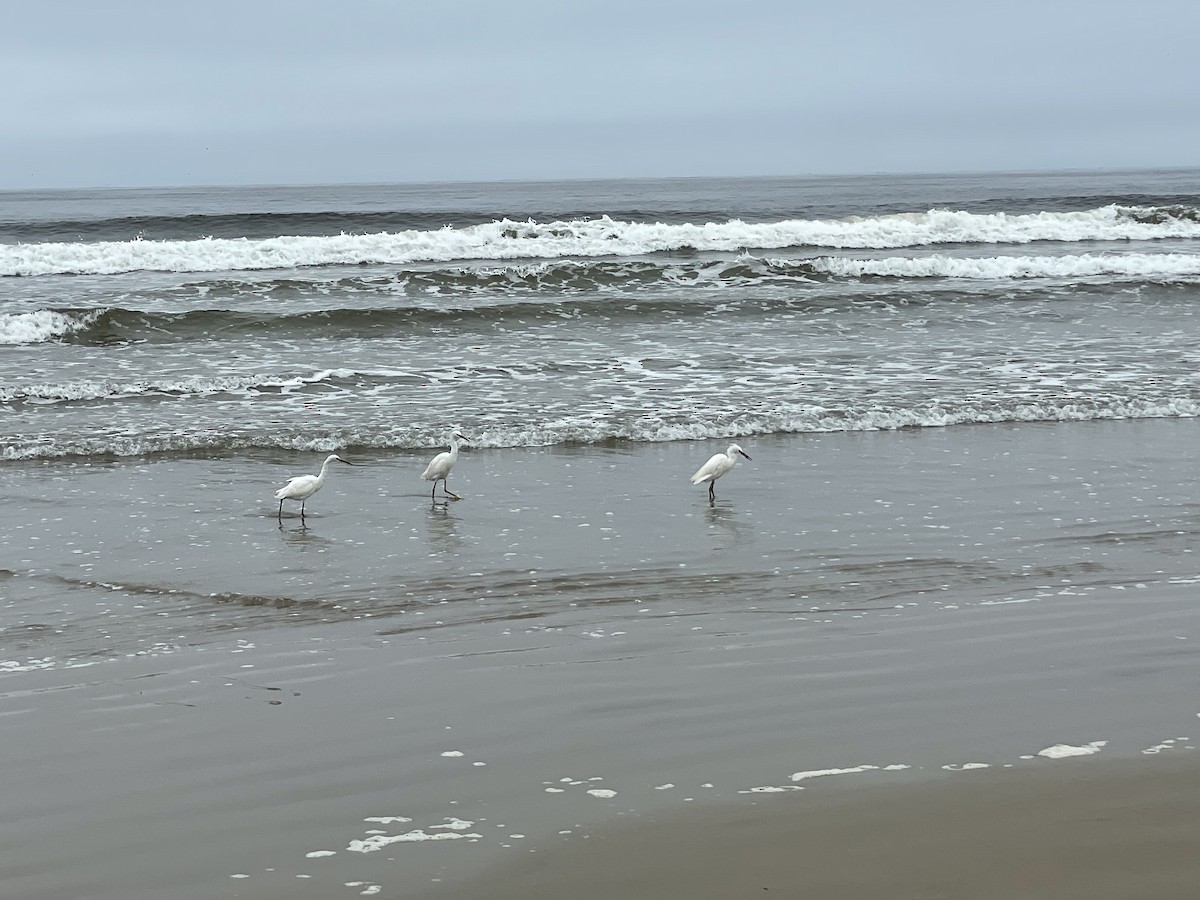 Snowy Egret - ML365198581