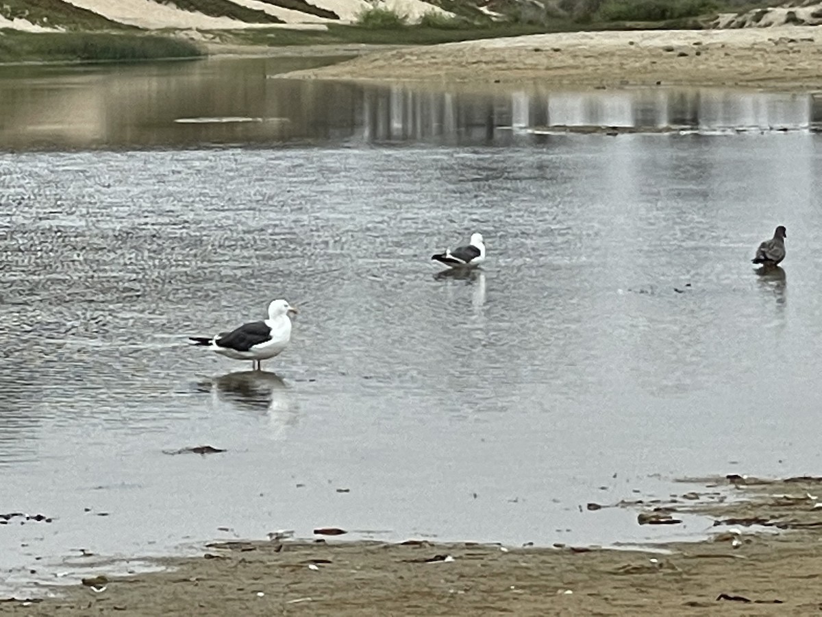 Western Gull - Jean Bazor