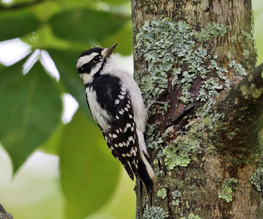 Downy Woodpecker - ML36519941