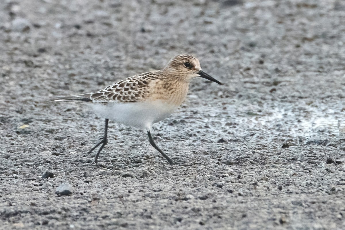 Baird's Sandpiper - Sue Barth