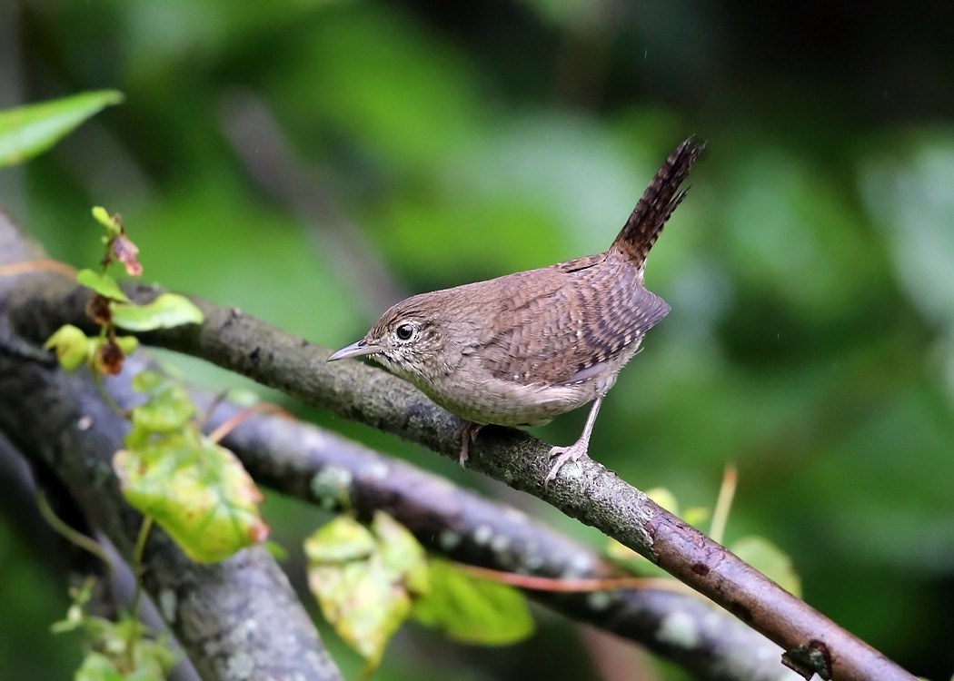 House Wren - ML36520011