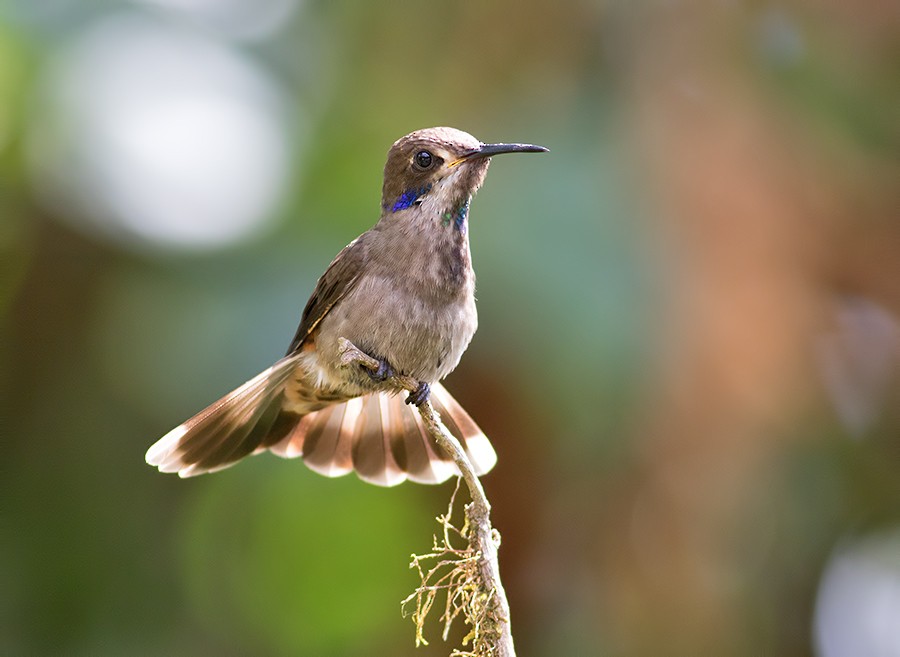 kolibřík fialovouchý - ML36520101