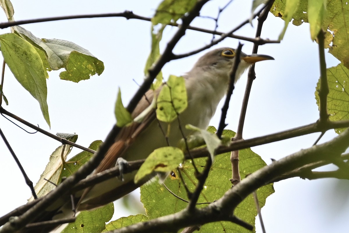 Yellow-billed Cuckoo - ML365201301