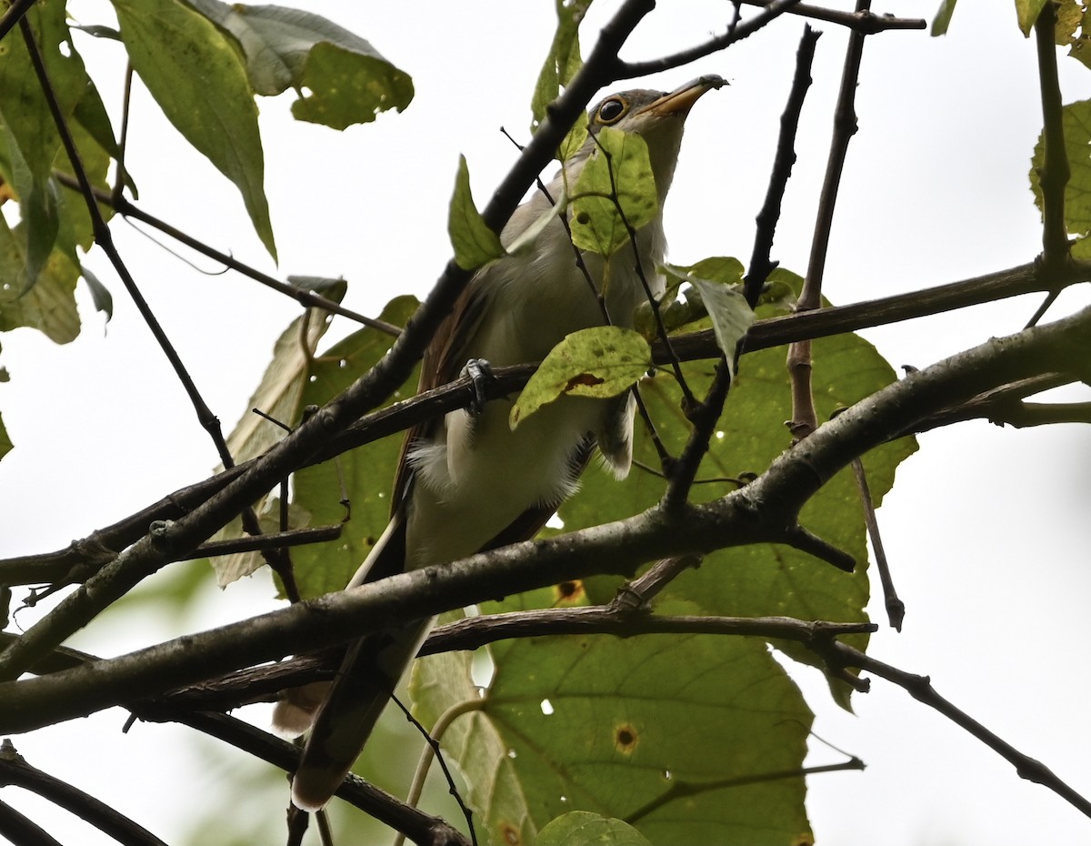 Yellow-billed Cuckoo - Jamie Webb