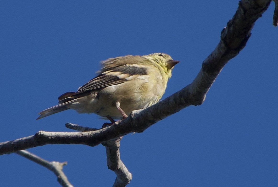 American Goldfinch - John Callender