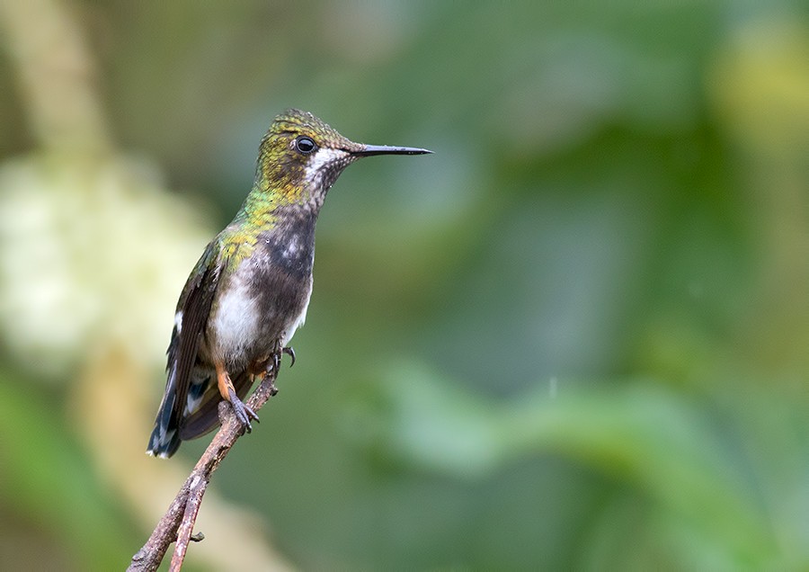 kolibřík ostrochocholatý - ML36520181