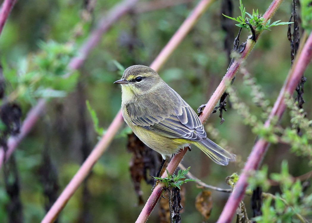 Palm Warbler (Yellow) - Tom Murray