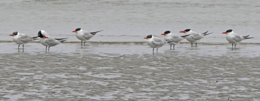 Caspian Tern - Sandra Dennis