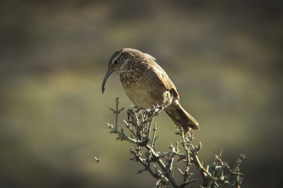 Scale-throated Earthcreeper - ML365202171