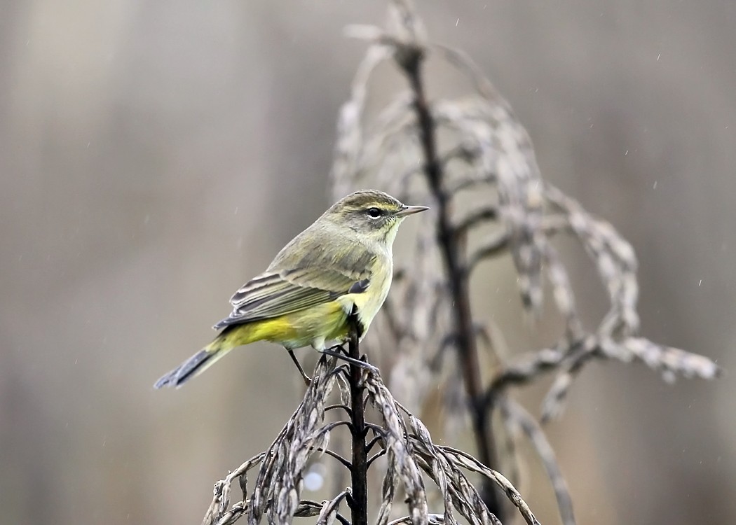 Palm Warbler (Yellow) - ML36520251