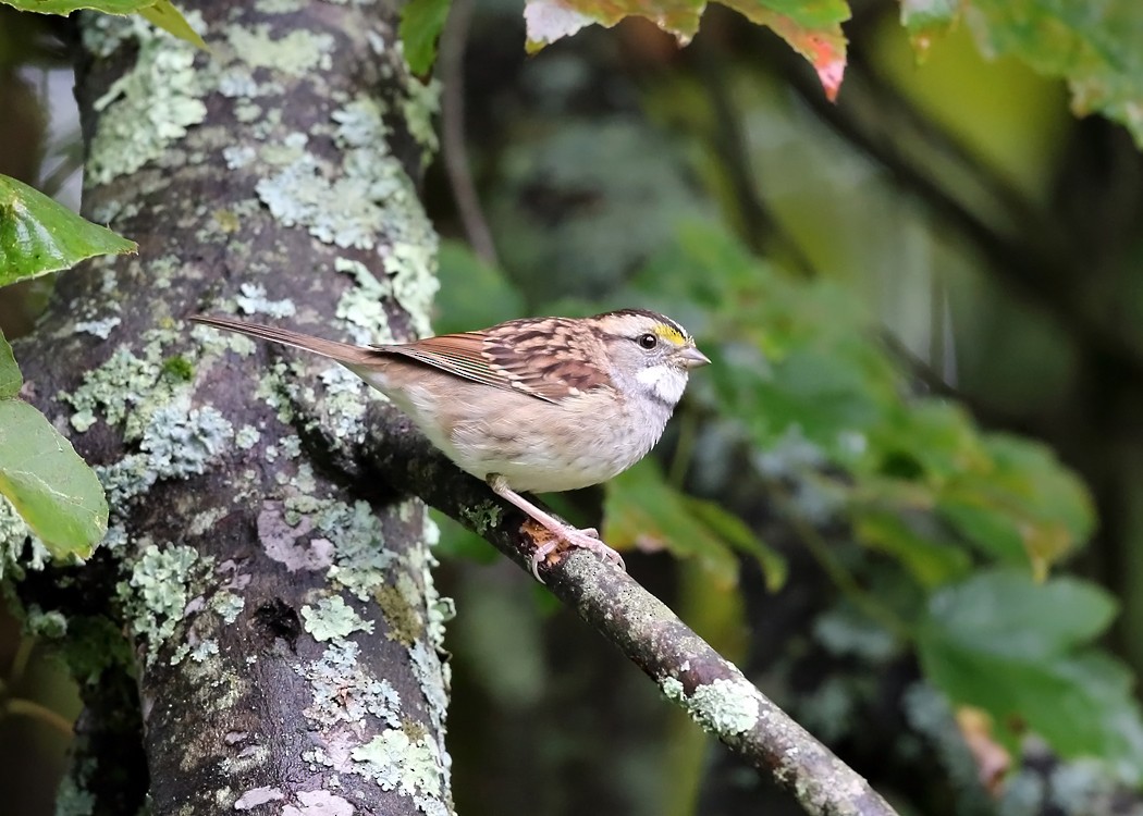 White-throated Sparrow - ML36520341