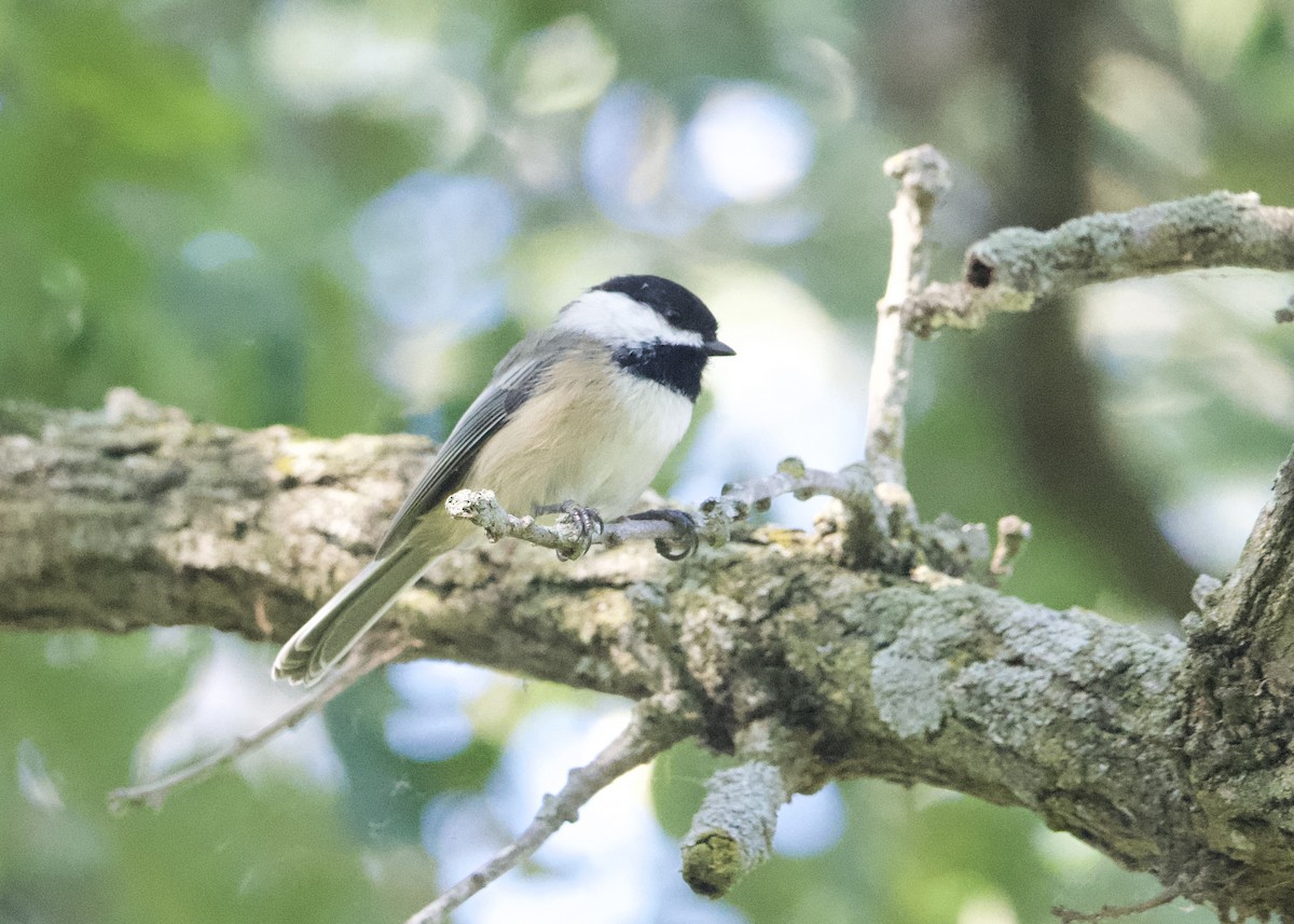 Black-capped Chickadee - ML365203431