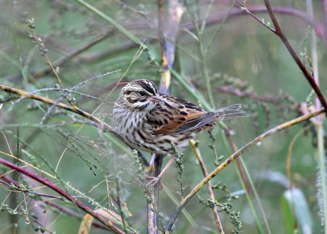 Savannah Sparrow - ML36520391