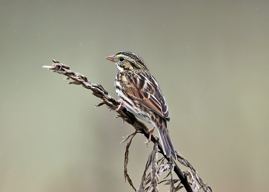 Savannah Sparrow - ML36520411
