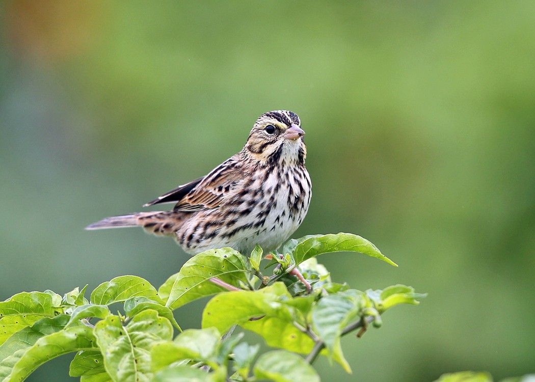 Savannah Sparrow - ML36520431