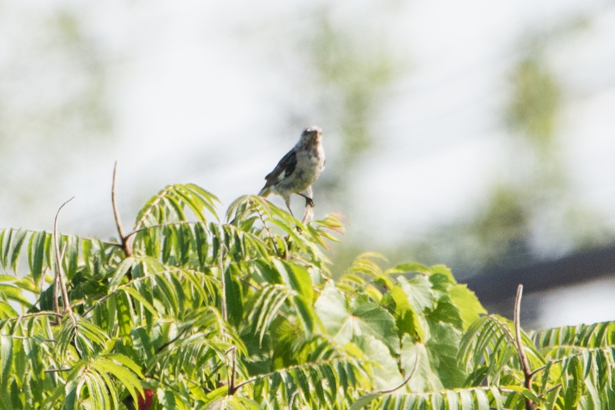 Northern Mockingbird - ML365204381