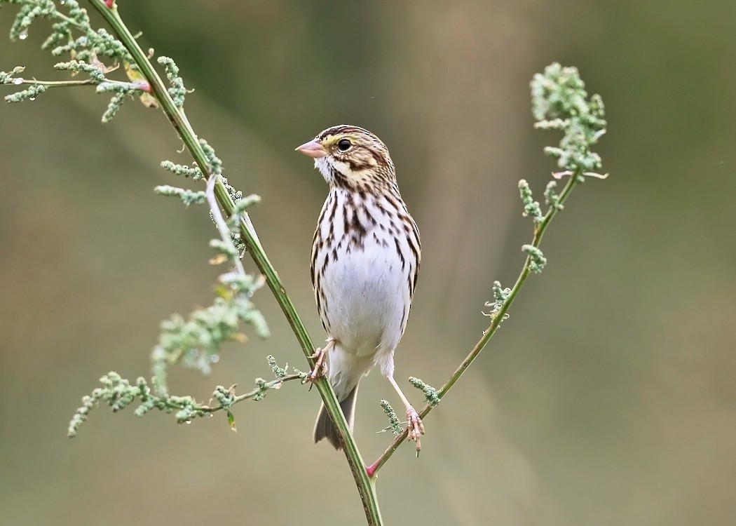 Savannah Sparrow - ML36520451