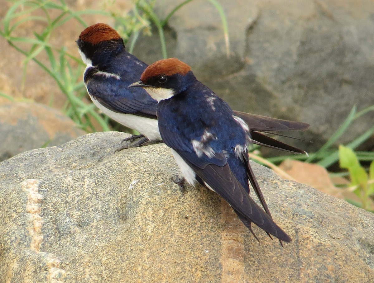 Wire-tailed Swallow - Sara Gravatt-Wimsatt