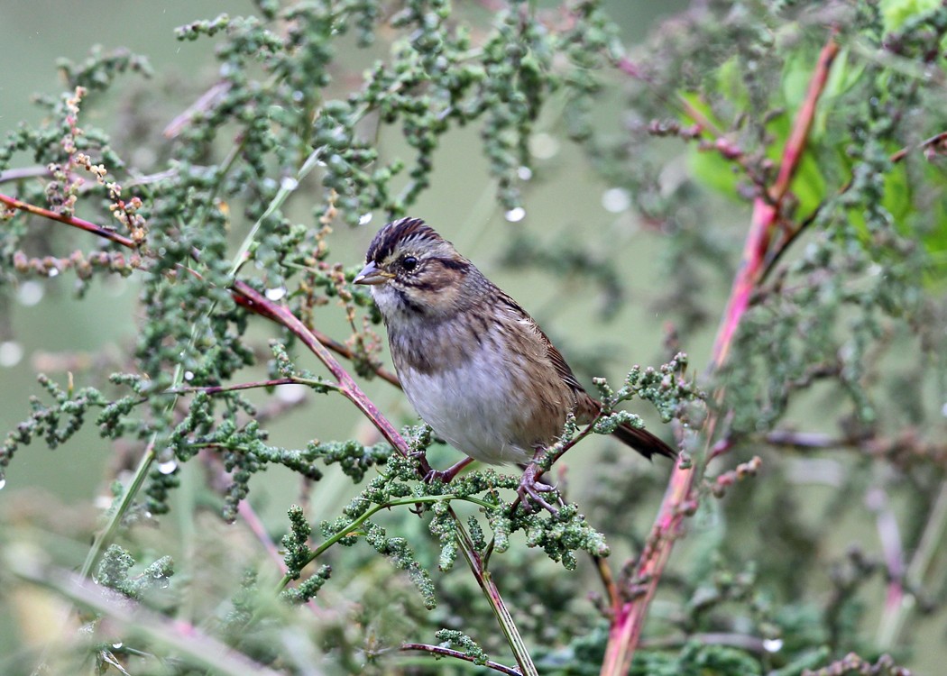Swamp Sparrow - ML36520541